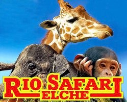 Rio_Safari Elche